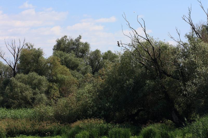 281-Delta del Danubio,7 agosto 2011.JPG